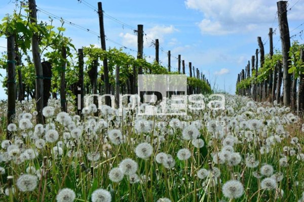 terreno agricolo in vendita a Valdobbiadene