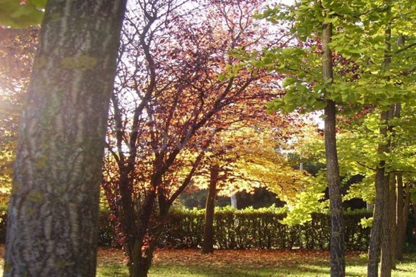 appartamento in vendita a Vedelago in zona Albaredo