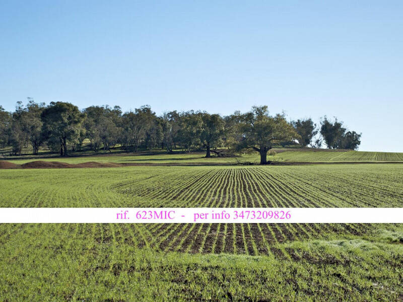 terreno edificabile in vendita a Vedelago