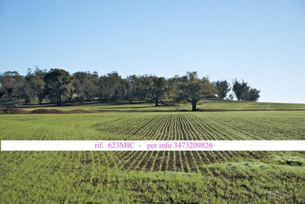 terreno edificabile in vendita a Vedelago