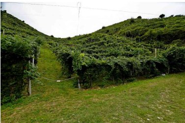 terreno agricolo in vendita a Vidor
