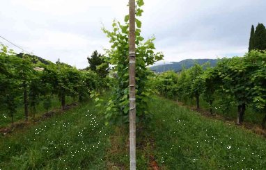 terreno agricolo in vendita a Vidor