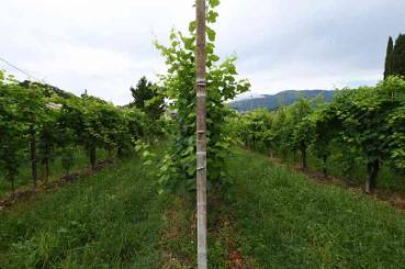 terreno agricolo in vendita a Vidor