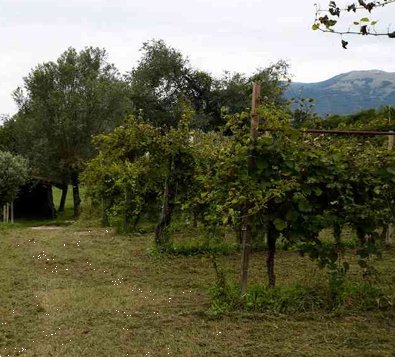 terreno agricolo in vendita a Vidor
