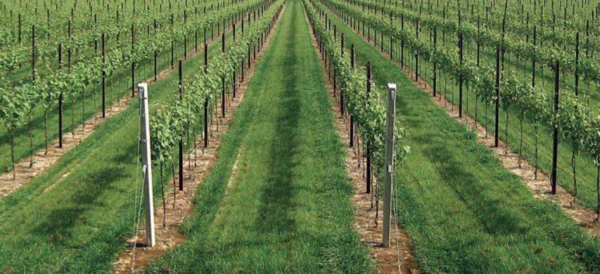 terreno agricolo in vendita a Villorba