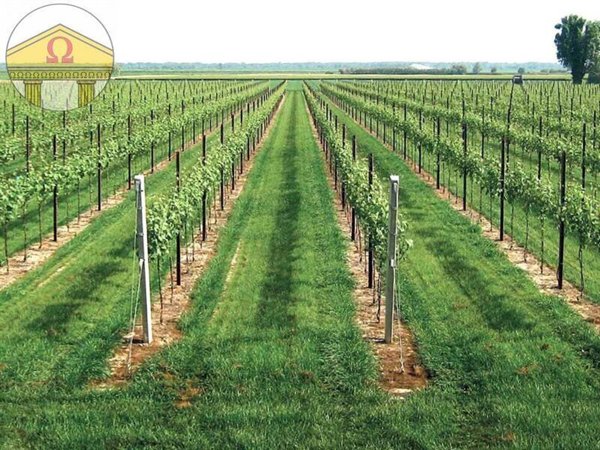 terreno agricolo in vendita a Villorba in zona Carità