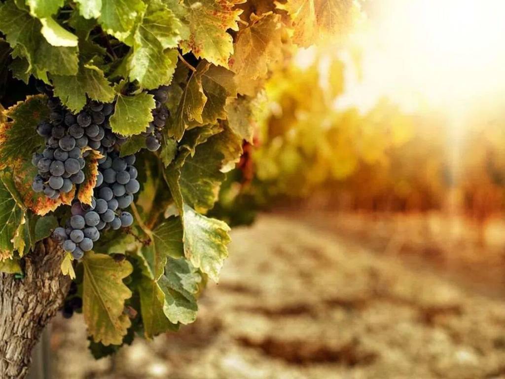 terreno agricolo in vendita a Vittorio Veneto