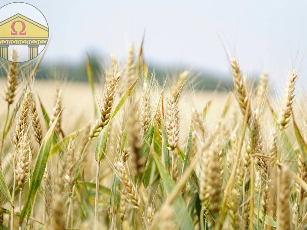 terreno agricolo in vendita a Volpago del Montello