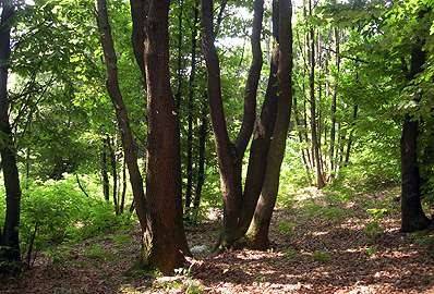 terreno in vendita a Volpago del Montello