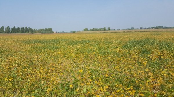 terreno agricolo in vendita a Zenson di Piave