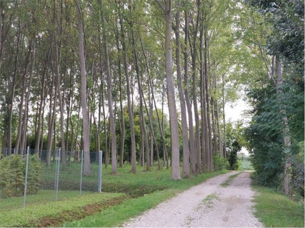 terreno edificabile in vendita a Zero Branco