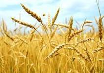 terreno agricolo in vendita a Campolongo Maggiore