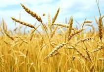 terreno agricolo in vendita a Campolongo Maggiore