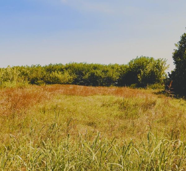 terreno agricolo in vendita a Campolongo Maggiore