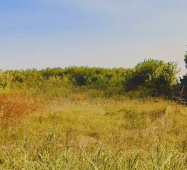 terreno agricolo in vendita a Campolongo Maggiore