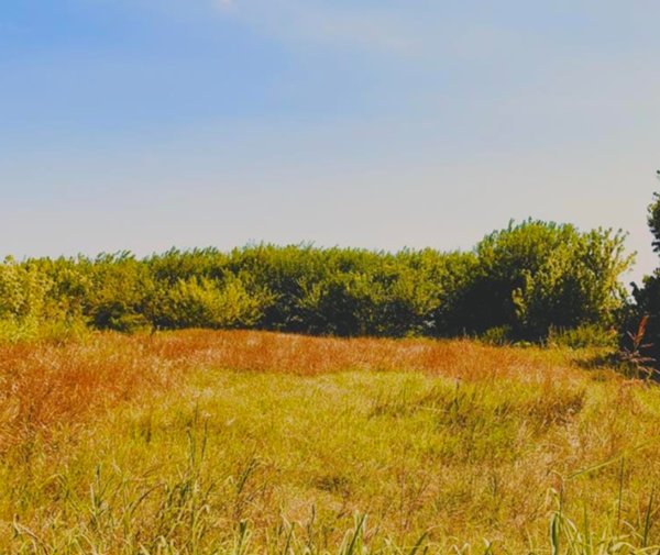 terreno agricolo in vendita a Campolongo Maggiore