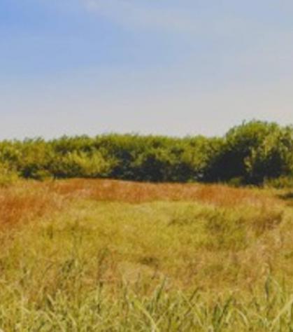 terreno edificabile in vendita a Campolongo Maggiore