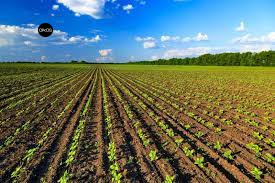 terreno agricolo in vendita a Campolongo Maggiore in zona Bojon