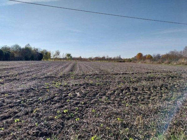 terreno agricolo in vendita a Campolongo Maggiore