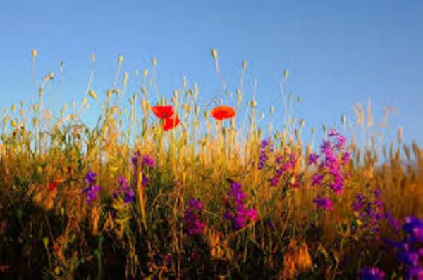 casa indipendente in vendita a Camponogara in zona Prozzolo