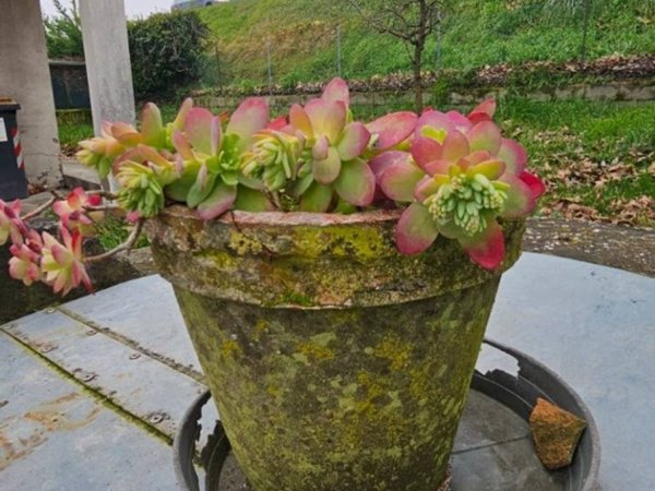 casa indipendente in vendita a Camponogara