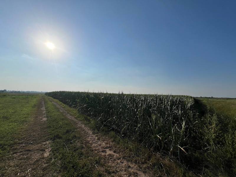 terreno agricolo in vendita a Cavarzere