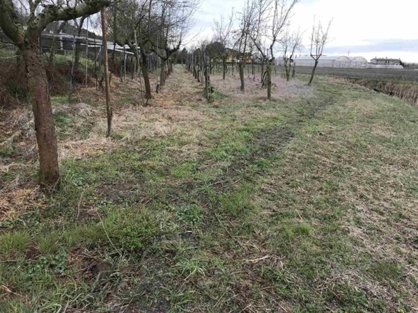 terreno agricolo in vendita a Chioggia