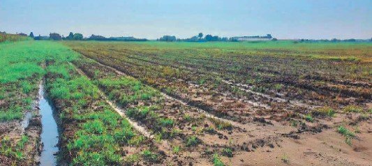 terreno edificabile in vendita a Chioggia in zona Cà Lino