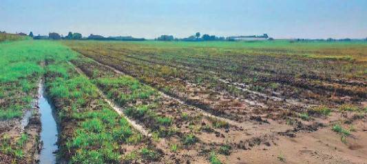 terreno edificabile in vendita a Chioggia in zona Cà Lino