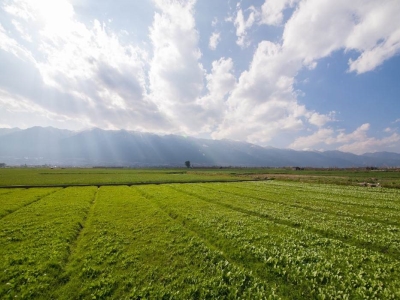 terreno agricolo in vendita a Chioggia in zona Borgo San Giovanni