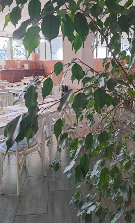 negozio in vendita a Chioggia in zona Sottomarina