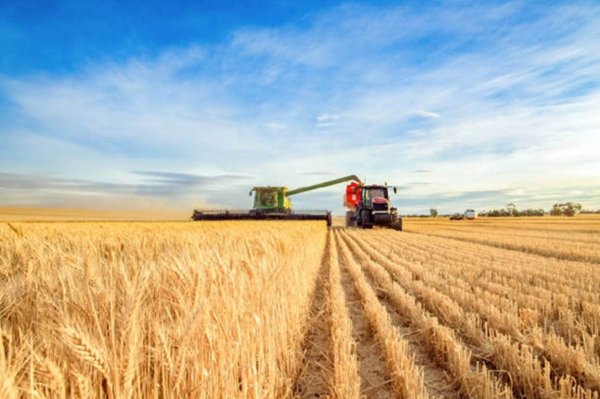 terreno agricolo in vendita a Cona in zona Conetta
