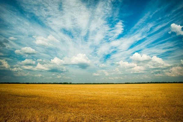 terreno agricolo in vendita a Dolo