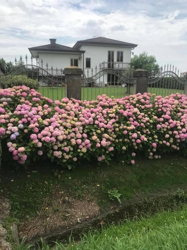 casa indipendente in vendita a Dolo