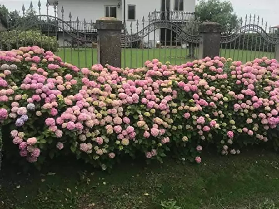 casa indipendente in vendita a Dolo