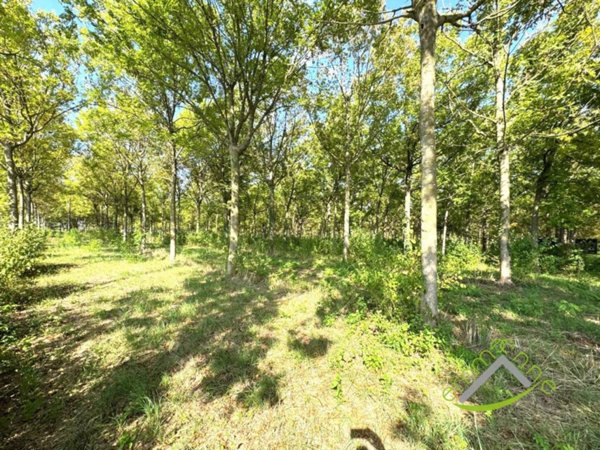 terreno agricolo in vendita a Dolo