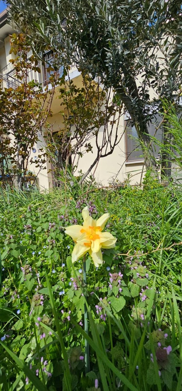casa indipendente in vendita a Fiesso d'Artico