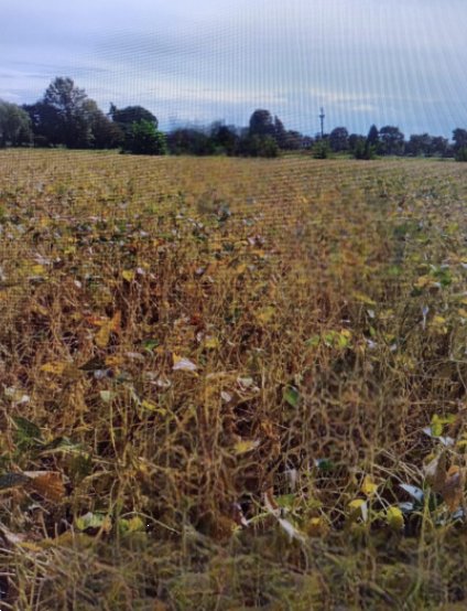 terreno edificabile in vendita a Fossalta di Portogruaro