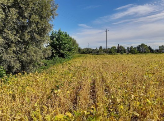 terreno agricolo in vendita a Fossalta di Portogruaro