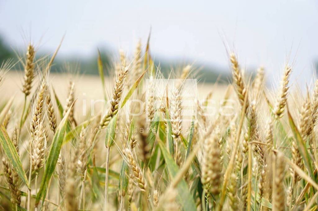 terreno agricolo in vendita a Jesolo