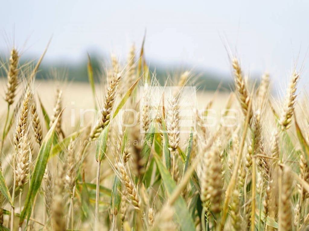 terreno agricolo in vendita a Jesolo in zona Quattro Case
