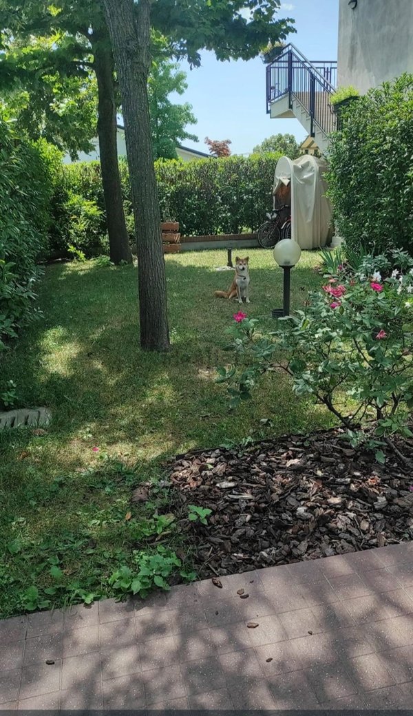 appartamento in vendita a Marcon