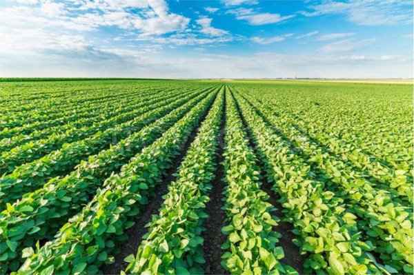 terreno agricolo in vendita a Martellago in zona Maerne
