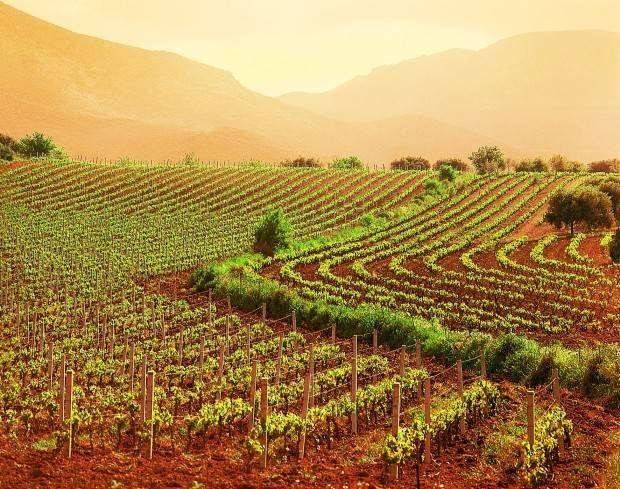 terreno agricolo in vendita a Mira