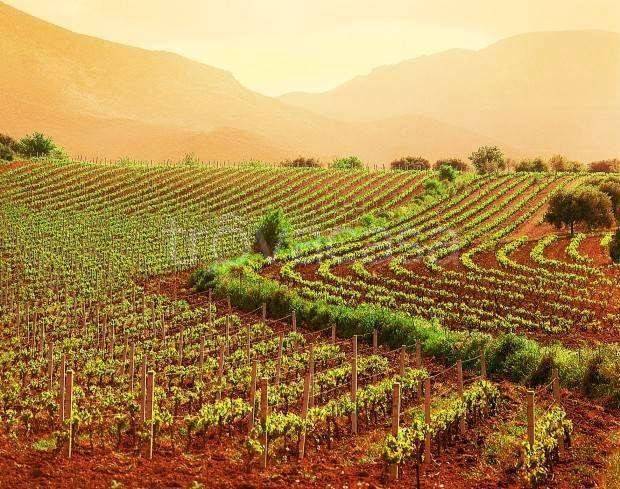 terreno agricolo in vendita a Mira