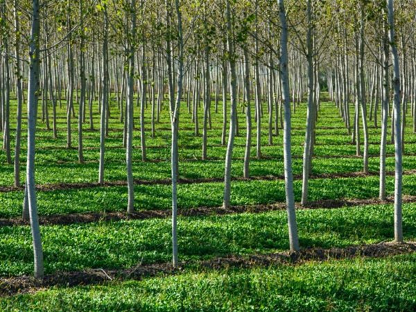 terreno agricolo in vendita a Mira