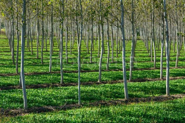 terreno agricolo in vendita a Mira