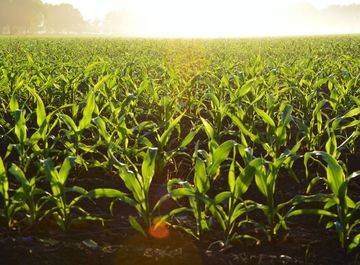 terreno agricolo in vendita a Mira in zona Marano