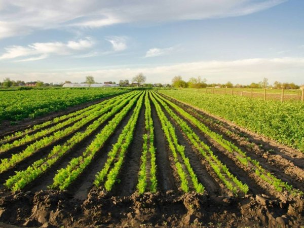 terreno agricolo in vendita a Mira in zona Marano