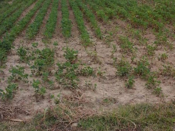 casa indipendente in vendita a Mira